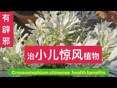 芙蓉菊可以吃嗎|芙蓉菊的功效与作用及禁忌